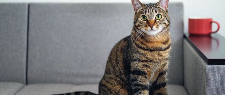 chat maison